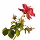 rose thorns source image